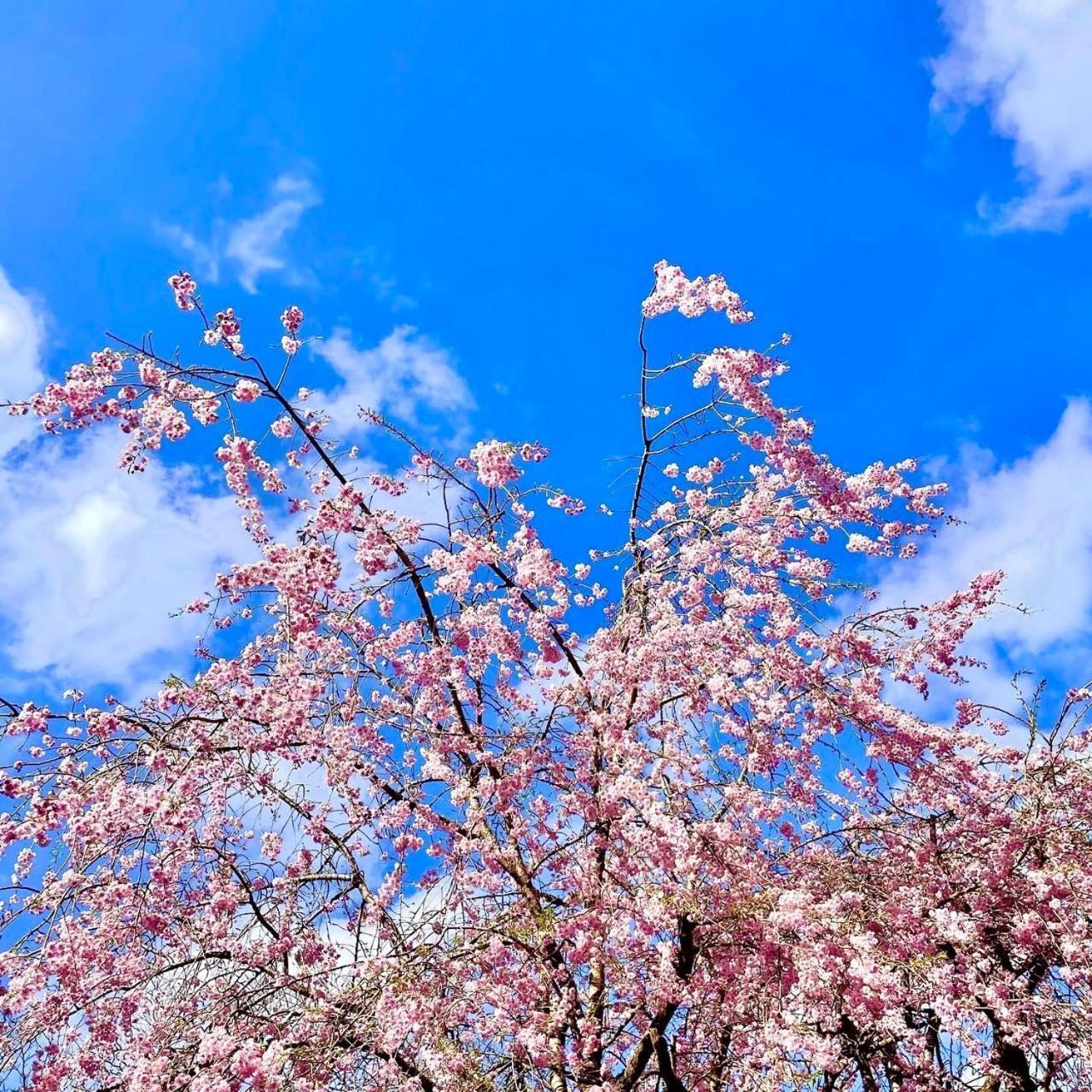 Fuji-Hakone Guest House Экстерьер фото
